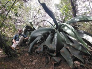 El tepextate. Planta madura