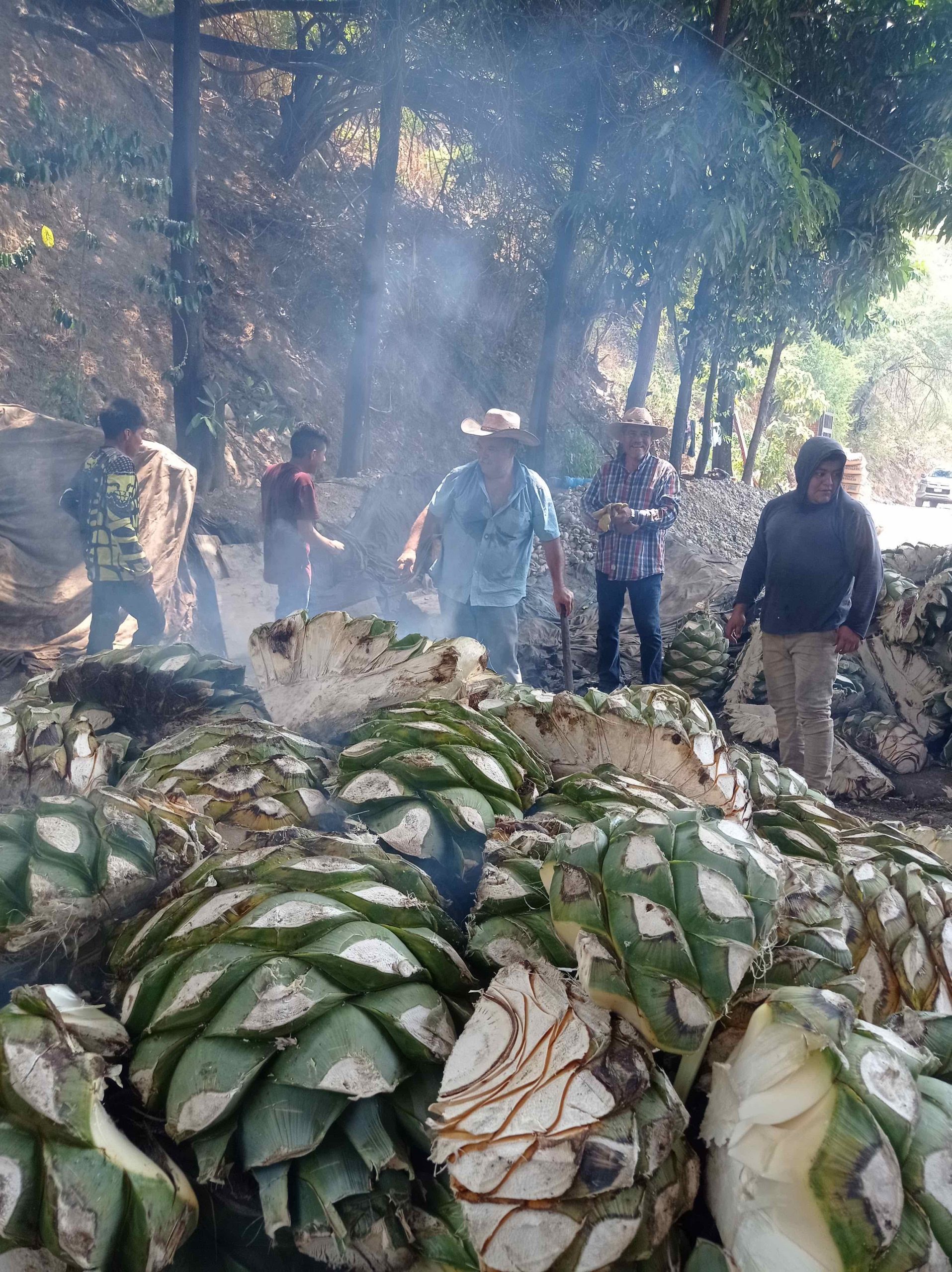 Cocción de agave